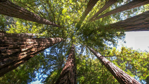 Tree Service Company in Joseph City, AZ